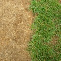 Grass