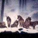 wolf-pack