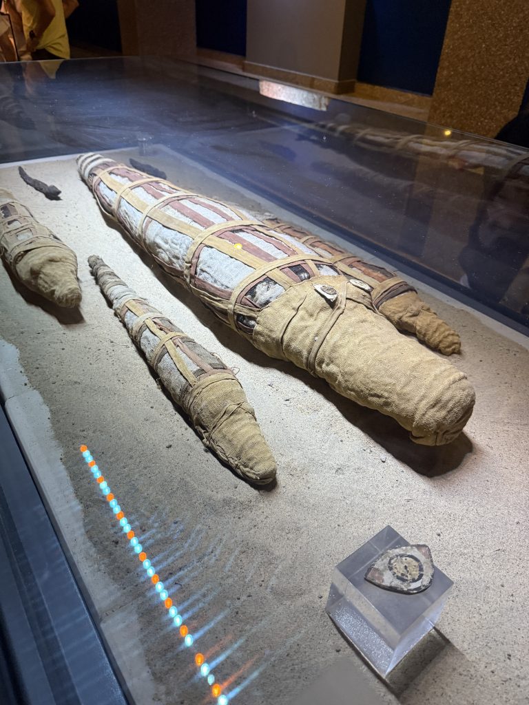 Crocodile mummies