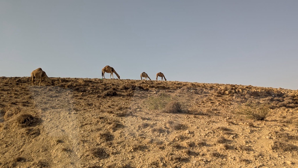 camels