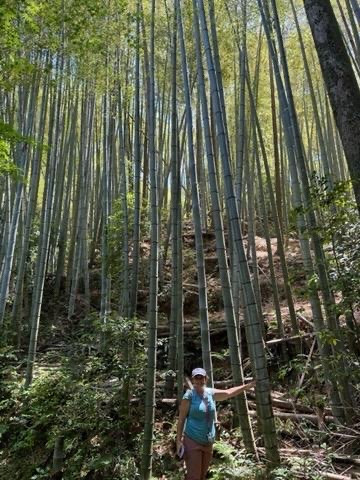 bamboo