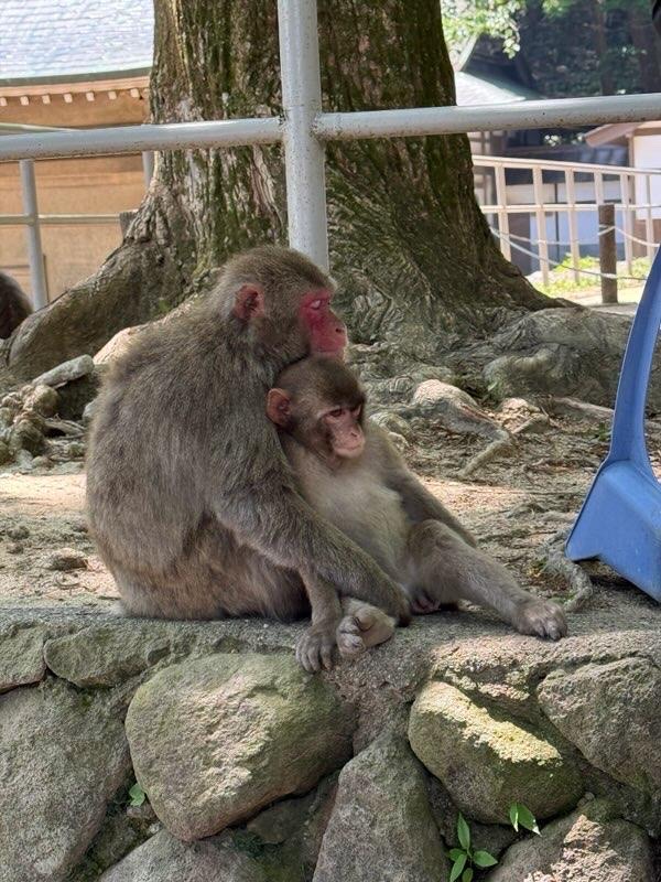 snow monkeys