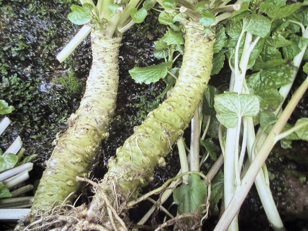 wasabi